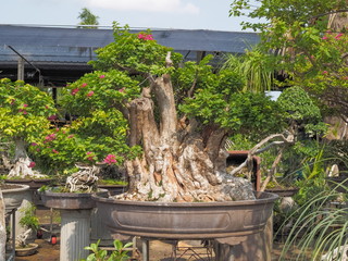 Beautiful Bougainvillea glabra plant, the lesser bougainvillea or paperflower bonsai in flower pod decorate in garden.