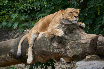 Satisfied lioness resting on comfortable log