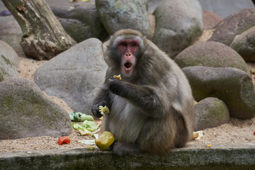 Monkey eating and pulling a surprised guilty face because he is caught                