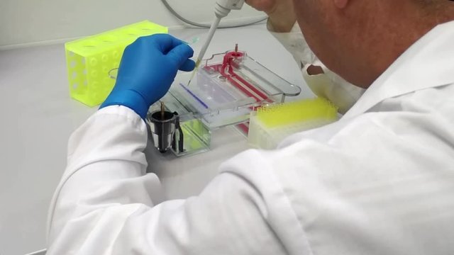 In a biological science lab. Introduction of the sample into the wells of agarose gel for electrophoresis.