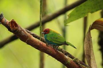 tanager