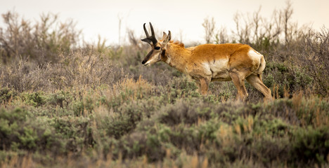 Pronghorn