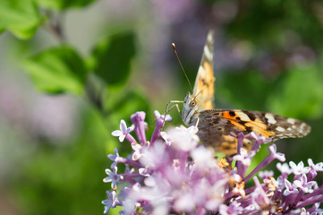 Motyl rusałka osetnik