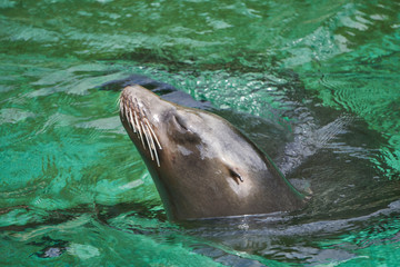 Obraz premium Happy sea lion swimming in the water with his head up