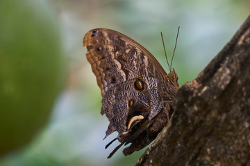 Fototapeta premium Brown butterfly with camouflage colors warming wings up on twig 