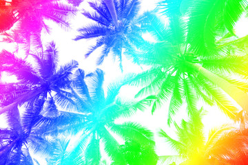 The coconut palms that wear the colors of the Pastel are colorful.