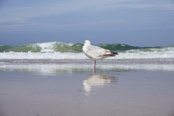 Möwe in der Brandnung