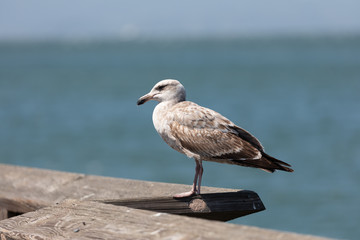 Möve
