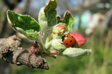 Ladybug on apple tree flowers in the garden in spring, closeup