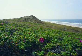 Dünenlandschaft Sylt
