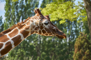 Close up of giraffe head with beautiful long neck and patches pattern