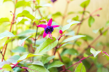 fuchsia magellanica flower, hummingbird fuchsia or hardy fuchsia, Hanging fuchsia flowers in shades of pink, purple