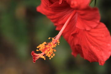 red flower