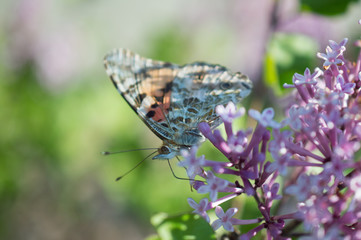 Motyl rusałka osetnik