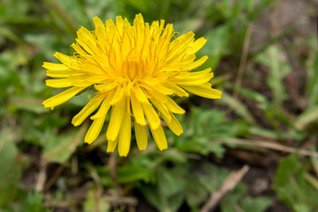 dandelion grows in a field