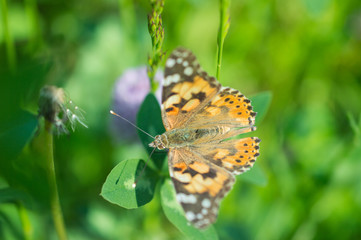 Motyl rusałka osetnik