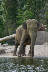 Fototapeta premium Posing elephant being very charming and flirty 