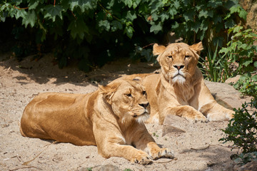 Obraz na płótnie Canvas Two lionesses resting in the sand while being alert