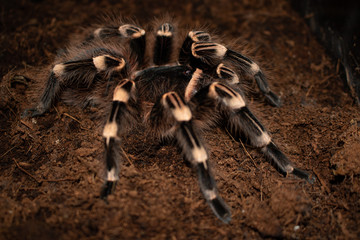 spider