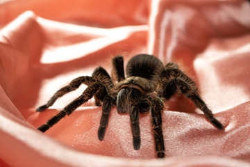 spider on fabric