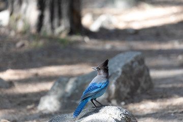Blue Jay