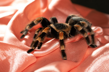 spider on fabric