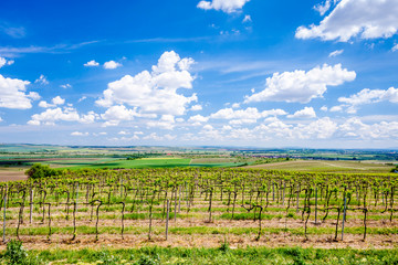 Fototapeta premium vineyards, Palava, Moravia region, Czech Republic