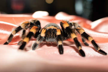 spider on fabric