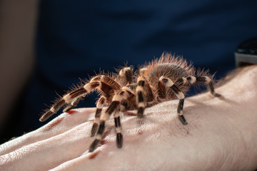 spider on hand