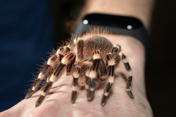 spider on hand