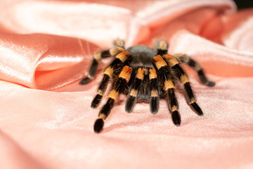 spider on fabric