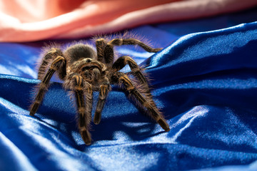 spider on fabric
