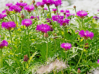 Fototapeta na wymiar Blühende Kaukasus-Flockenblume, Centaurea dealbata