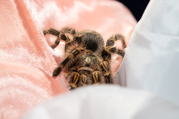 spider on fabric