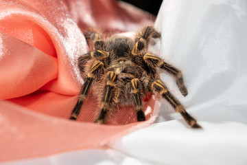 spider on fabric