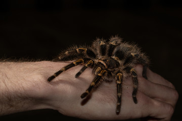 spider on hand
