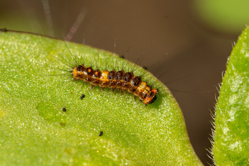 Close-up (macrophotography) of yellow/black hairy caterpillar on green leaf in garden