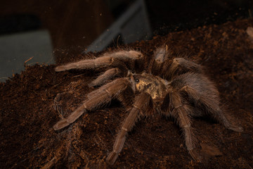 spider