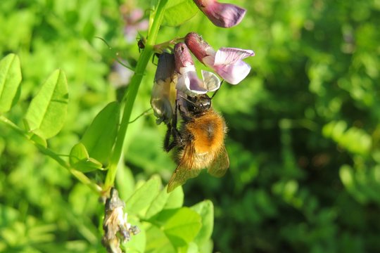 Bumblebee on vicia flowers in the meadow, closeup