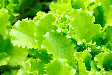 Fresh green lettuce leaves with dew drops close-up