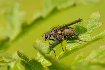 Close-up (macrophotography) of insect - fly sitting on a green leaf in garden