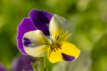 Pansy - purple flower in the garden in bloom