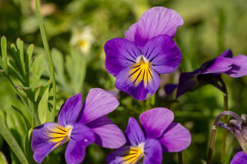 Pansy - purple flower in the garden in bloom