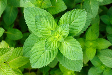 Fresh juicy green mint leaves top view