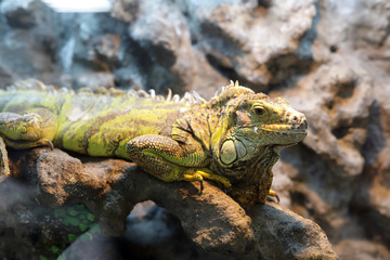 Iguana in terrarium