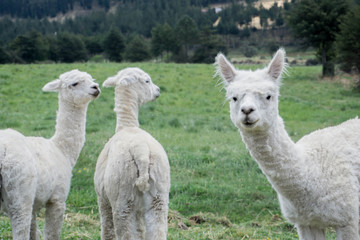 Obraz premium llamas