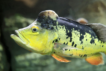 Peacock bass fish