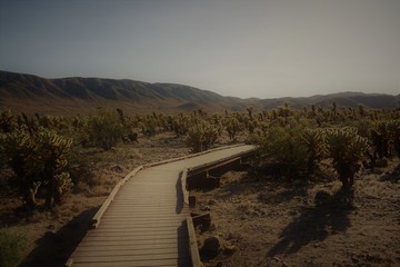 Joshua Tree Nationalpark