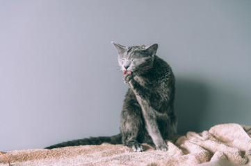 Just washed funny wet furry cute kitten after bath sitting itself on gray background. Pets and lifestyle concept.  Lovely fluffy russian blue cat after washing toned portrait.