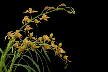Golden yellow Cymbidium orchid with green leaves, tropical flower plant isolated on black...